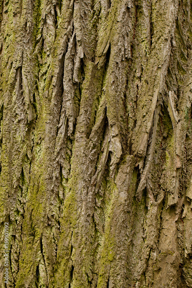 Bark of the old big linden Bark of the old big linden
