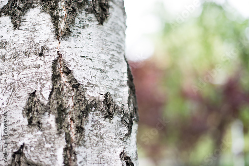 Birch bark close up picture. Birch bark in natural environment. Birch bark in park, beautiful natural environment, with many green plants and grass. Part birch trunk with nice decorative bark. photo