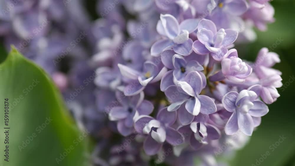 Fragrant bunches of purple lilac swaying in the wind. Fragrant bunches of purple lilac swaying in the wind.
