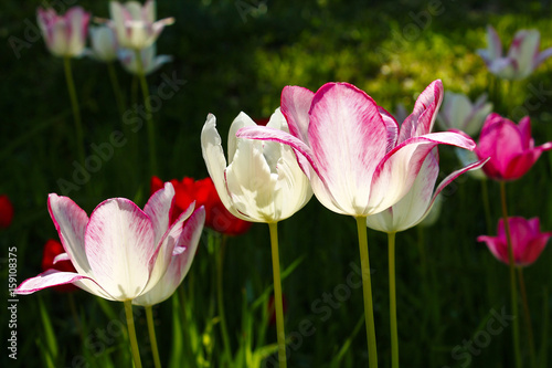 Tulips - Flower garden