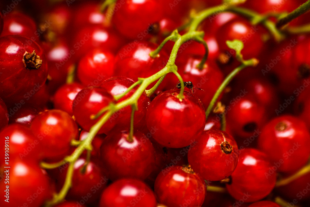 Current - Red fruit Current - Red fruit