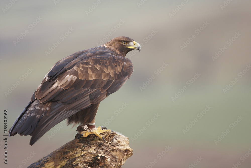 Golden Eagle, Golden Eagle,
