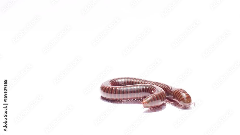 millipede on white background. millipede on white background.