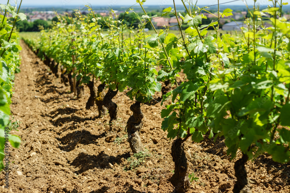 F, Burgund, Côte d'Or, Weinlagen bei Gevrey-Chambertin, Rebstöcke mit saftig grünem Weinlaub und frisch geackerten Furchen