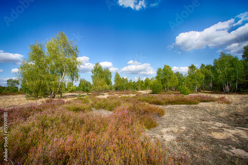 Fields of flowering heather 1