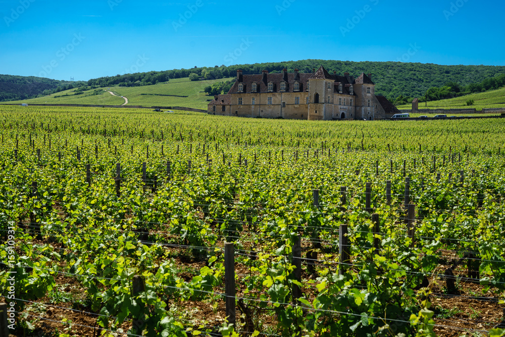 F, Burgund, Côte d'Or, Vougeot, Château Clos Vougeot, Weinberge, Reben, Himmel strahlend blau und klar