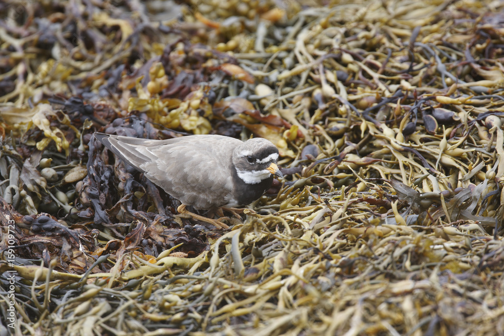 Obraz premium Common Ringed Plover