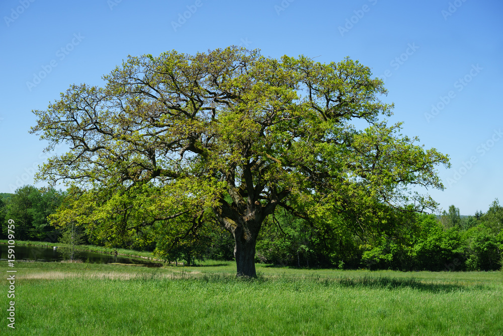 F, Burgund, Landschafgten im Naturpark Morvan, alten Eiche auf Viehweide