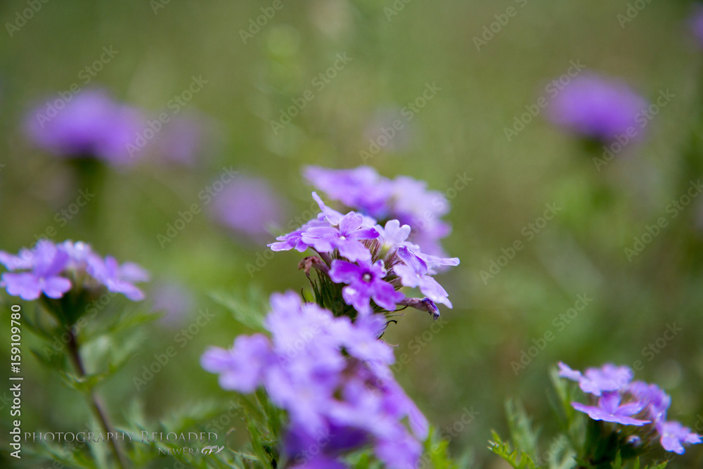 Obraz premium flower