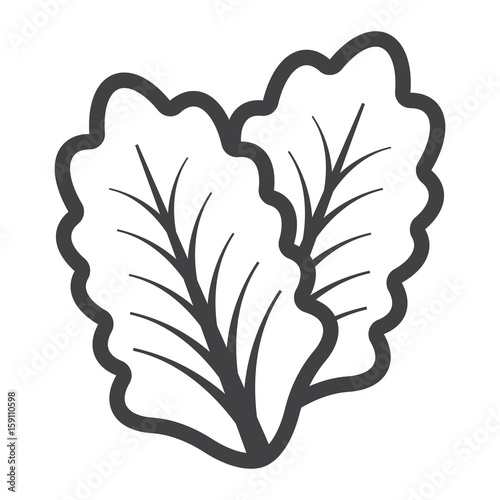Lettuce line icon, vegetable and salad leaf, vector graphics, a linear pattern on a white background, eps 10.