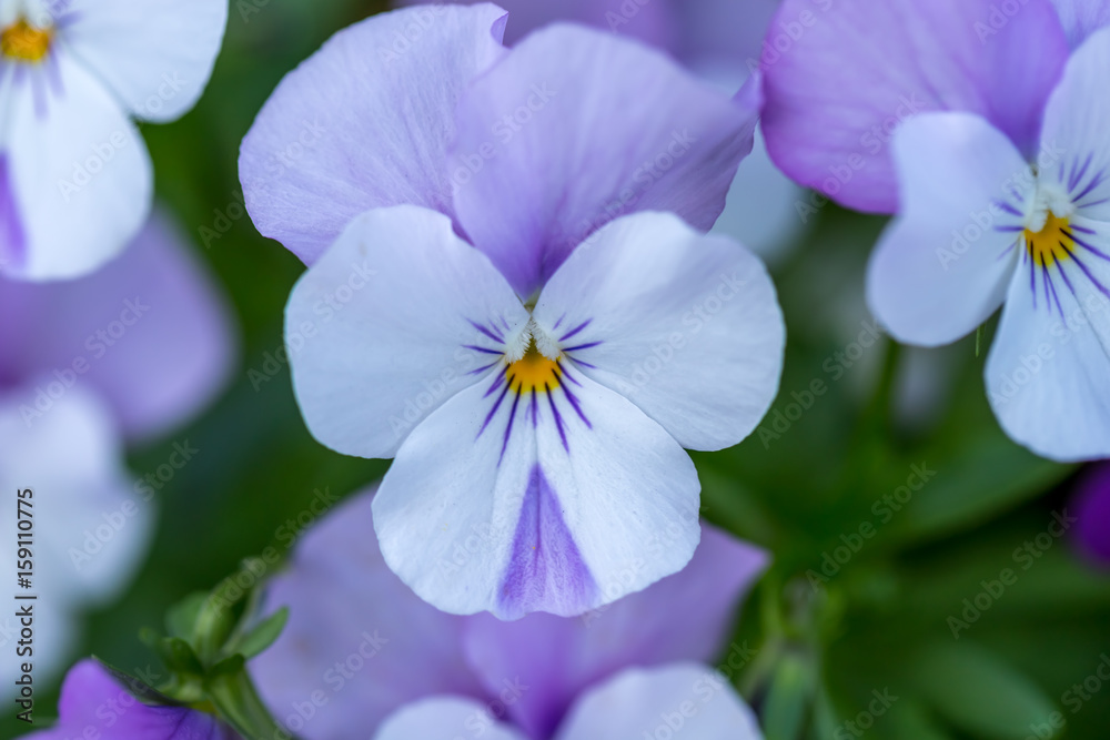 Violet Colored Pansy Flower - Light purple, lilac and yellow in close up macro image with blurry background Violet Colored Pansy Flower - Light purple, lilac and yellow in close up macro image with blurry background