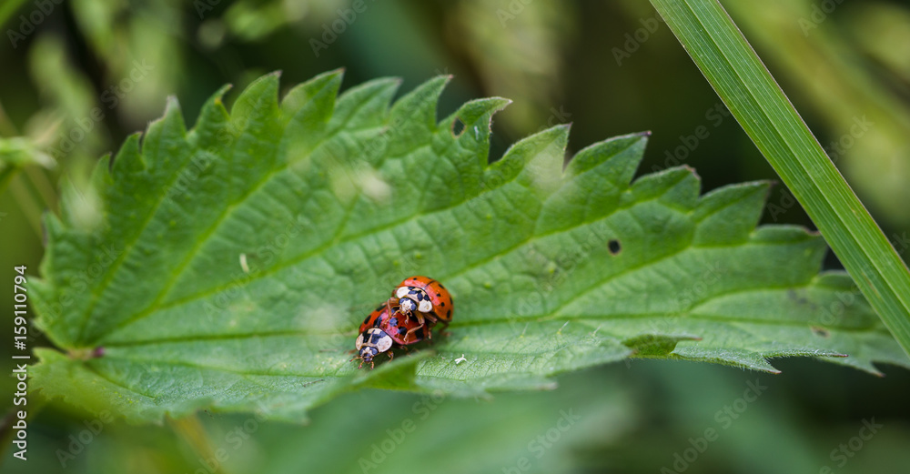 Ladybirds mating on a leaf Ladybirds mating on a leaf