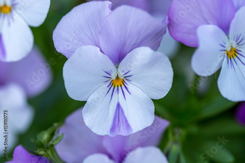 Violet Colored Pansy Flower - Light purple, lilac and yellow in close up macro image with blurry background