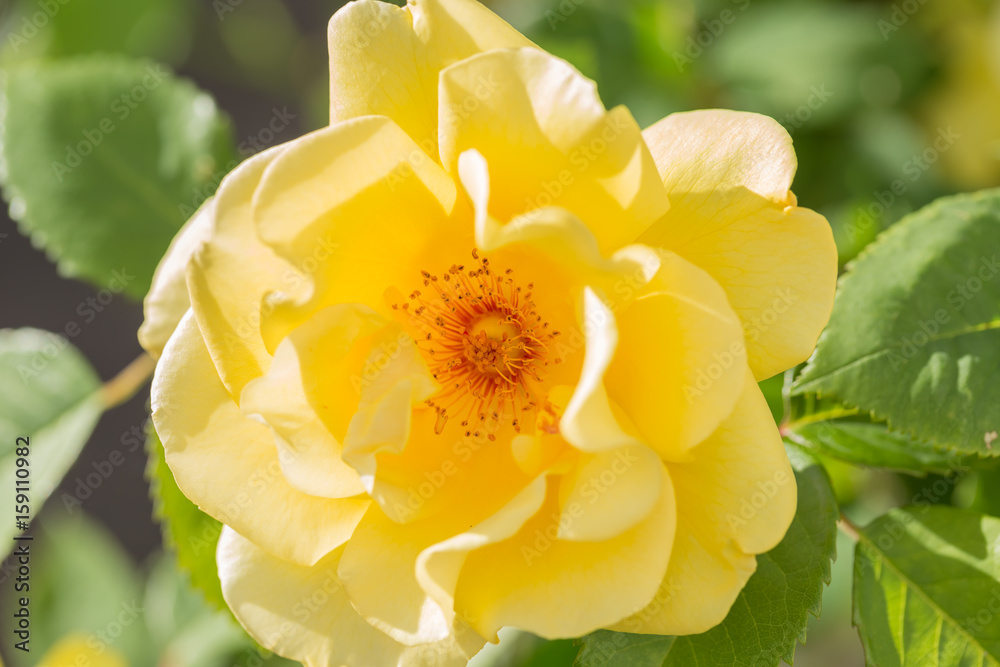 Fototapeta premium Augusta Luise yellow rose in close up macro image with green leaves blurry background