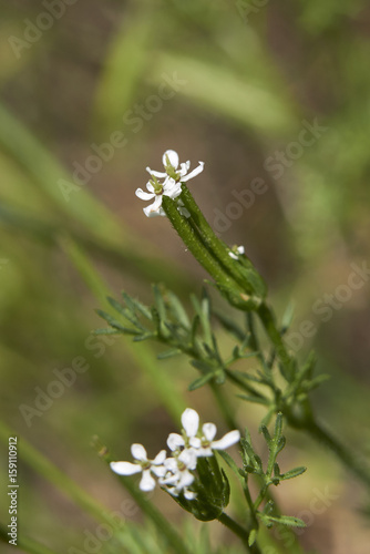  Scandix pecten-veneris photo