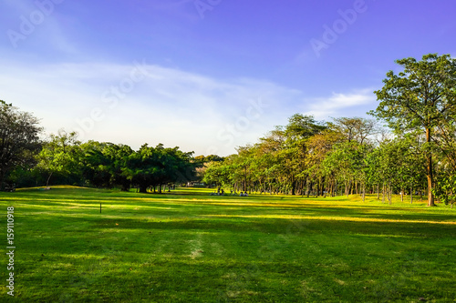 Central public park with tree and green grass