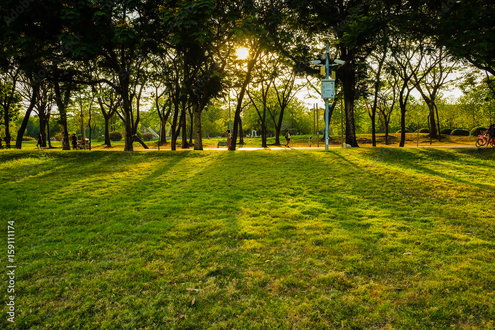 Sunset light on tree with green meadow at city park