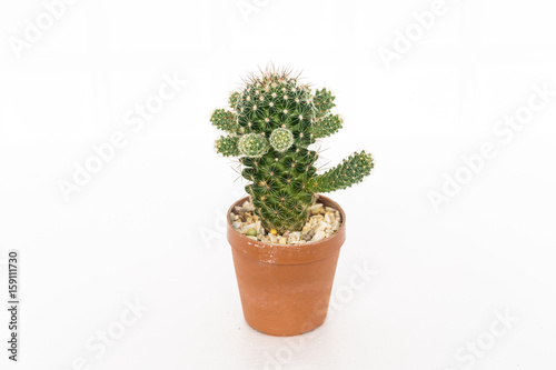 Cactus growing in pot