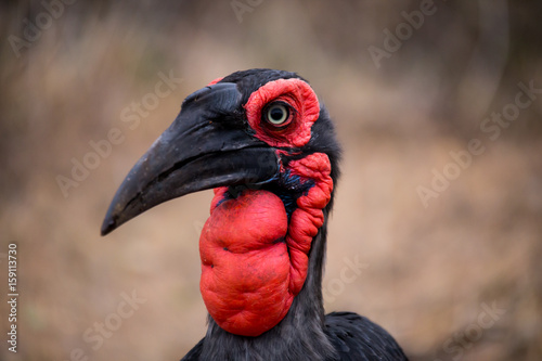 Ground Hornbill