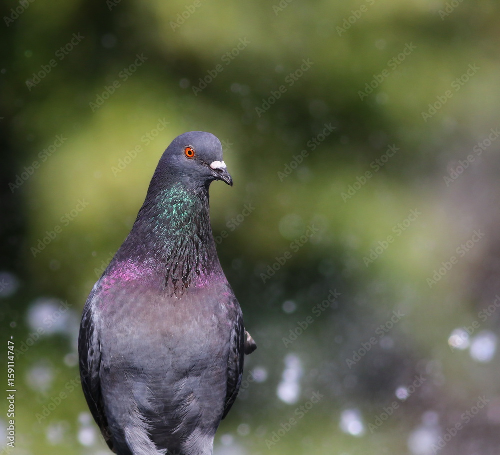 pigeon in fountain with bokeh lights background pigeon in fountain with bokeh lights background