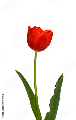 Beautiful Red Tulip Flower With Leaves Isolated On White Background