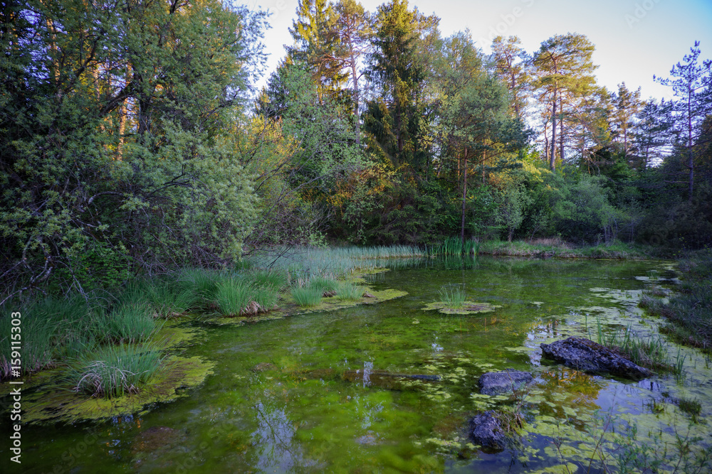 romantischer, wilder Teich mit Schilf und Wasserpflanzen am Waldrand