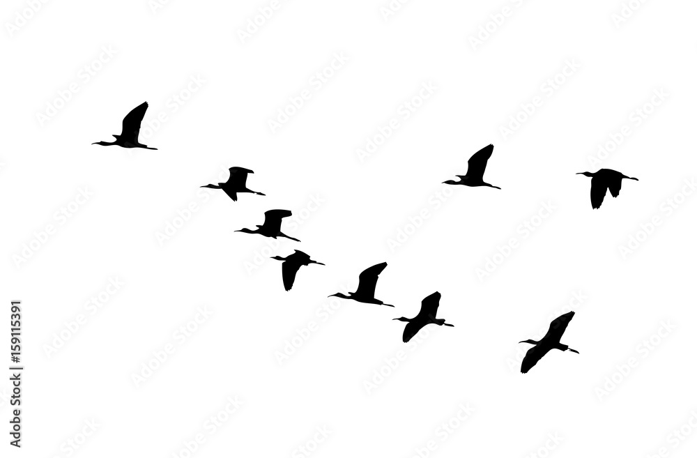 Glossy ibis (Plegadis falcinellus) wedge in flight. Vector silhouette a flock of birds Glossy ibis (Plegadis falcinellus) wedge in flight. Vector silhouette a flock of birds