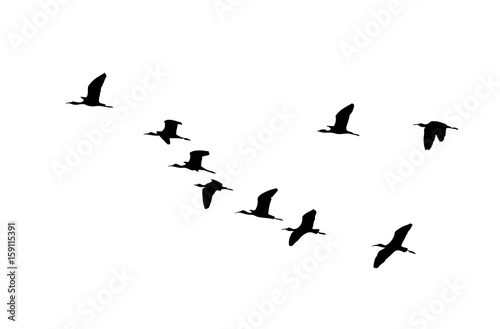 Glossy ibis (Plegadis falcinellus) wedge in flight. Vector silhouette a flock of birds © Vitaly Ilyasov