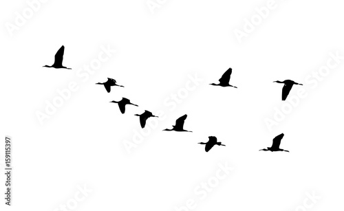 Glossy ibis (Plegadis falcinellus) wedge in flight. Vector silhouette a flock of birds © Vitaly Ilyasov