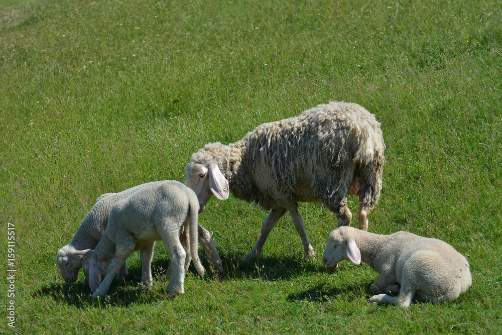 Mother sheep and her lambs in spring Mother sheep and her lambs in spring
