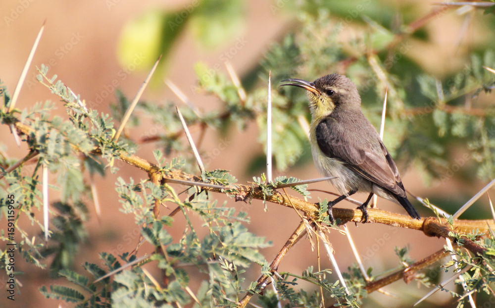 Φωτογραφία The purple sunbird (Cinnyris asiaticus) is a small Females are olive above and yellowish below