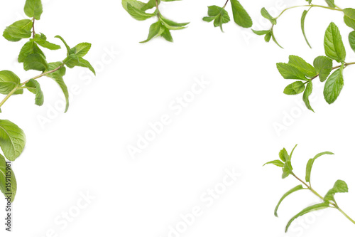 Mint sprigs on a white background
