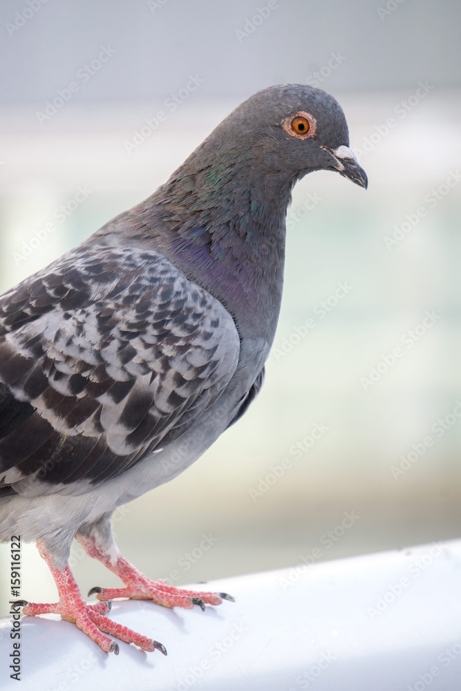 Obraz premium ハト