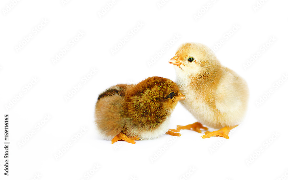 Obraz premium Small fluffy baby chick on limited