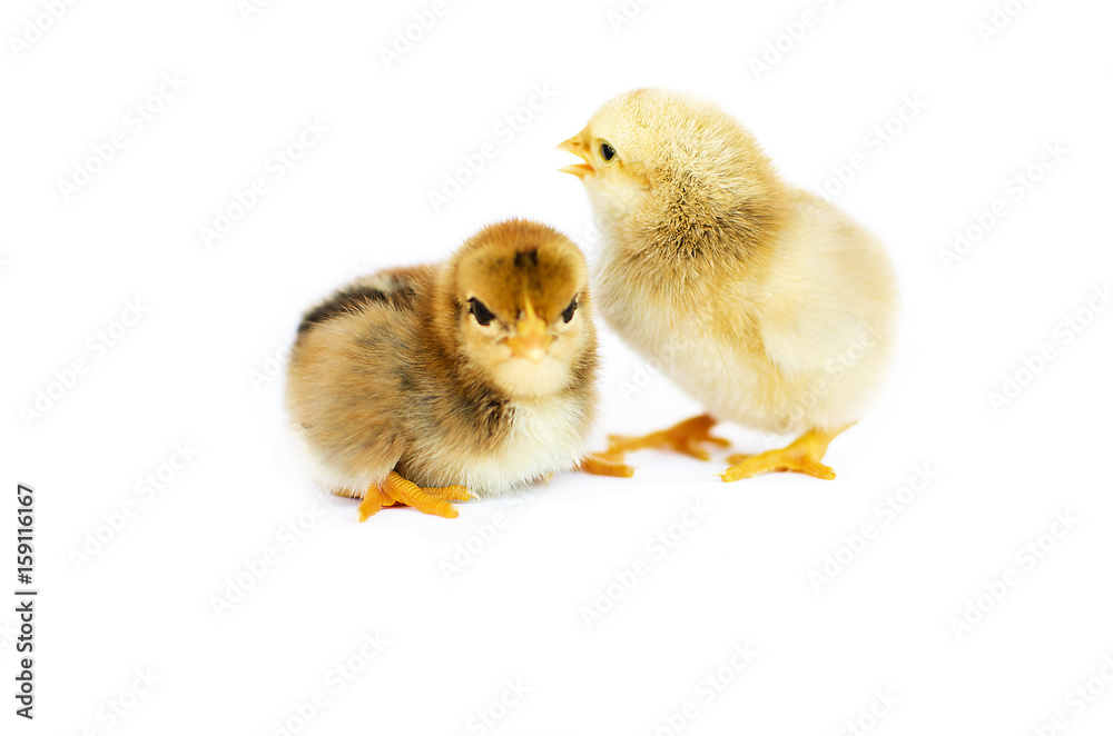 Obraz premium Small fluffy baby chick on limited