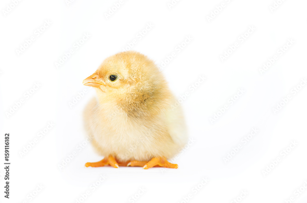 Small fluffy baby chick on limited