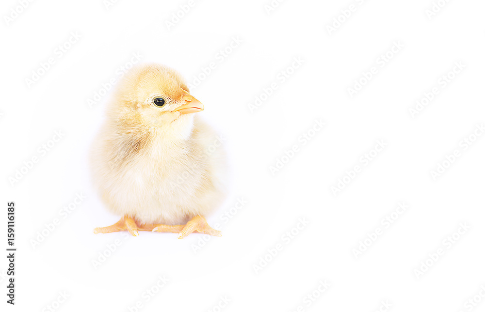 Obraz premium Small fluffy baby chick on limited
