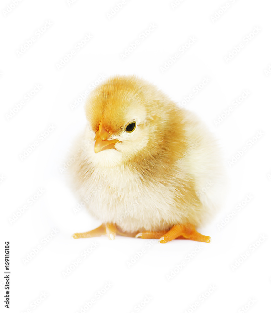 Fototapeta premium Small fluffy baby chick on limited