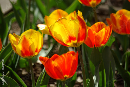 Tulipes orangées au lever du soleil au jardin au printemps