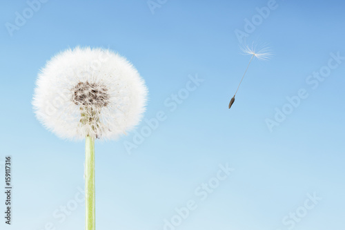 Concept of freedom. Dandelion with seeds flying away with the wind. Copy space  blue sky