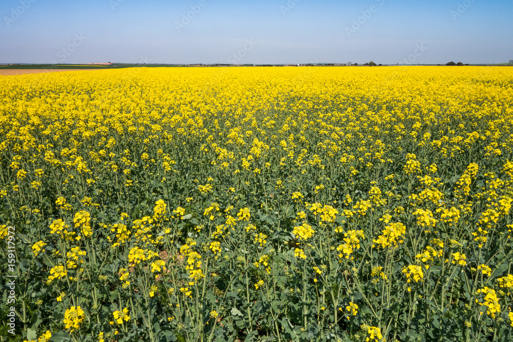 Yellow field of rapeseed in bloom 