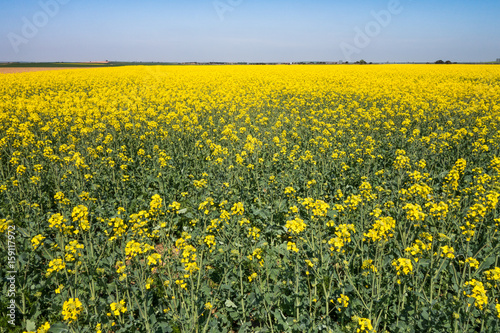 Yellow field of rapeseed in bloom 