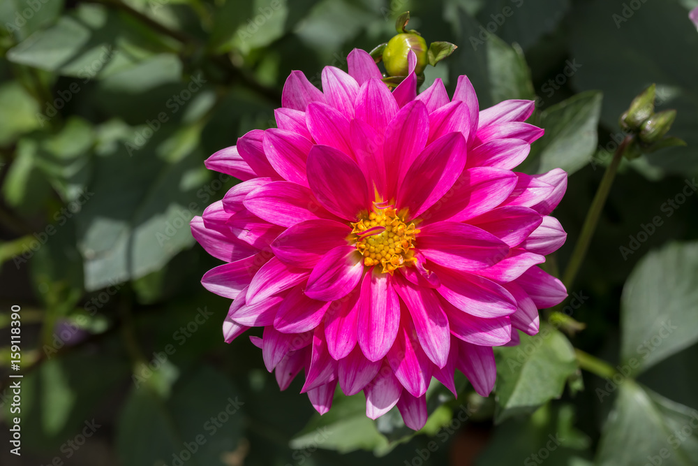 Chrysanthemum pink and yellow in close up macro image with green leaves blurry background Chrysanthemum pink and yellow in close up macro image with green leaves blurry background