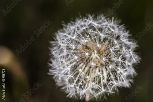 Dandelion seeds on a dark background © missprofessor