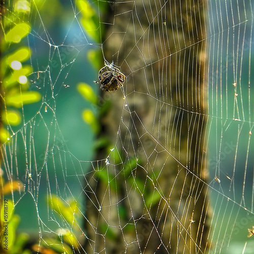 Spider climbing and producing silk to create webs in the morning sunlight with blurred natural background