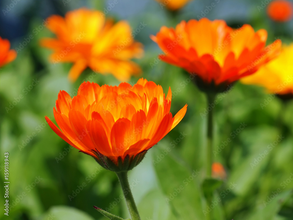 Ringelblumenblüten Ringelblumenblüten