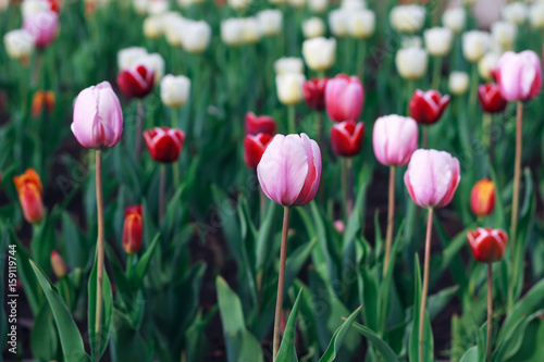 Group of fresh beautiful colorful tulips in bright warm spring sunlight. Close up panorama view.