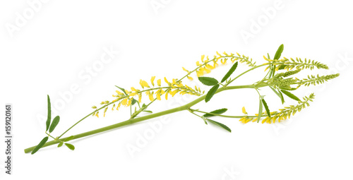 yellow melilot plant © Scisetti Alfio