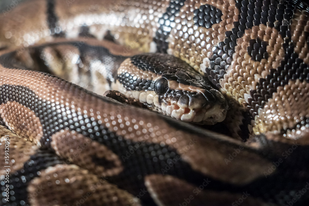 Royal Python, or Ball Python (Python regius) Royal Python, or Ball Python (Python regius)