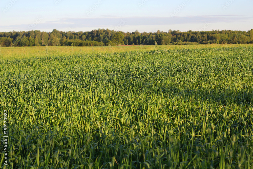 Field with Cereals.